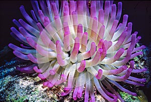 Anemone with pink end tentacles