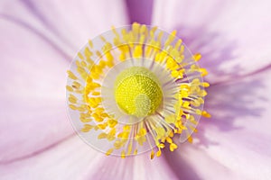 Anemone Pink flower with yellow stamens September Charm photo