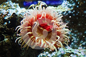 Anemone pink and red in coral reef at ocean