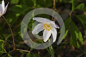 Anemone plant, with white blossoms humid forest ground