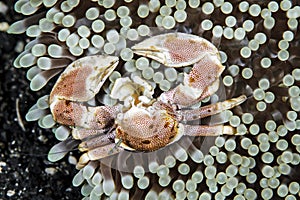 Anemone Porcelain Crab