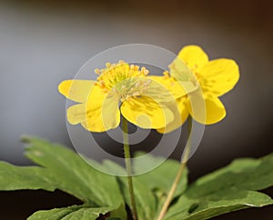 Anemone ranunculoides