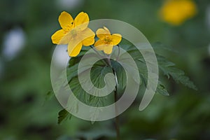 Anemone ranunculoides flower