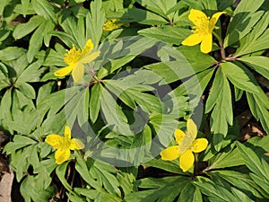 Anemone ranunculoides flowers