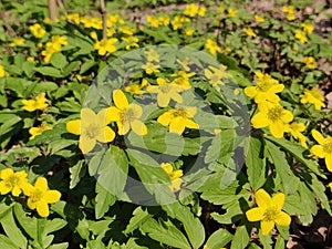 Anemone ranunculoides flowers