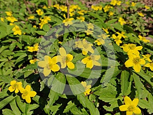 Anemone ranunculoides flowers