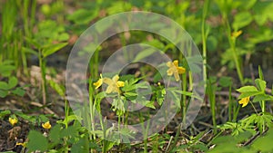 Anemone ranunculoides. Yellow spring flowers in the woods. Yellow wood anemone. Slow motion.