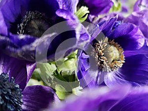 Anemone is aÃÂ genusÃÂ ofÃÂ flowering plantsÃÂ in theÃÂ familyÃÂ Ranunculaceae.