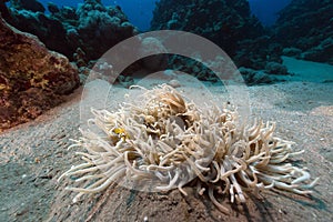 Anemone in the Red Sea.