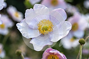 Anemone rivularis