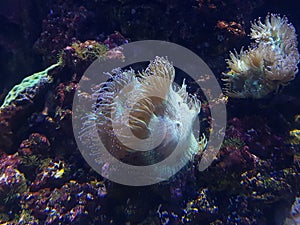 anemone in salt water aquarium