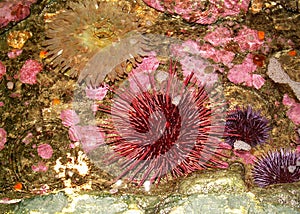 Anemone and sea urchins