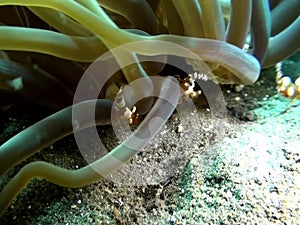 anemone shrimp attacked by crab near anemone Raja ampat