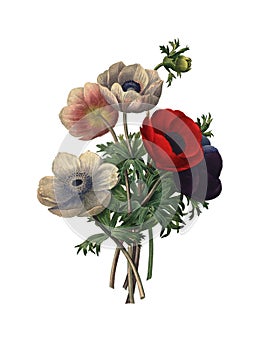 Anemone simplex | Redoute Flower Illustrations