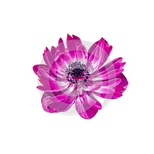 Anemone St Brigid Double Flowering The Admiral Lilac Purple Magenta Pink White Isolated On White Background. Large flower anemone