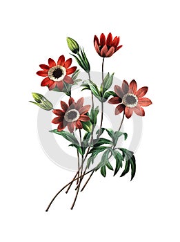 Anemone stellata | Antique Flower Illustrations photo
