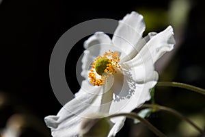 Anemone sylvestris