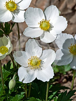 Anemone sylvestris Flowers in the Spring Sunshine photo