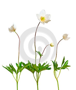 Anemone sylvestris, snowdrop anemone. Isolated on white