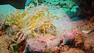 Anemone tentacles in a coral biocenosis with tropical fish on a reef in the Red Sea, Egypt