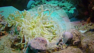 Anemone tentacles in a coral biocenosis with tropical fish on a reef in the Red Sea, Egypt