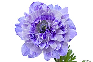 Anemone terry flower