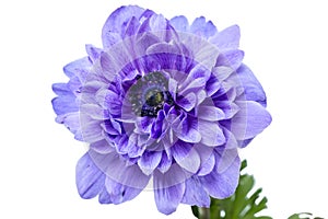 Anemone terry flower photo