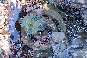 Anemone in tide pool