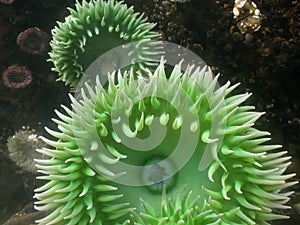 Anemone in a tide pool photo