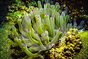 Anemone with tip pink tentacles