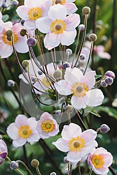 Anemone tomentosa - Hardy Grape Leaf Anemone pink flowers closeup