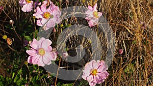 Anemone tomentosa Robustissima, or Grapeleaf Anemone in flower during the autumn