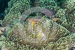 Anemone under the sea in the cockburn  island of Myanmar