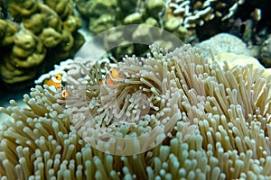 Anemone under the sea in the cockburn  island of Myanmar