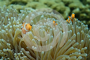 Anemone under the sea in the cockburn  island of Myanmar