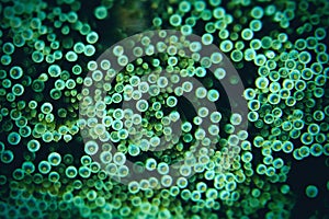 Anemone under the sea in the cockburn  island of Myanmar