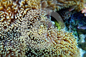 Anemone under the sea in the cockburn  island of Myanmar