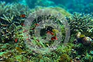 Anemone under the sea in the cockburn  island of Myanmar