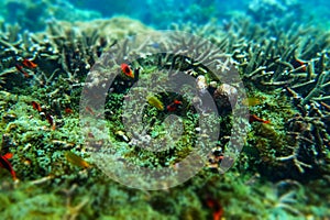 Anemone under the sea in the cockburn  island of Myanmar