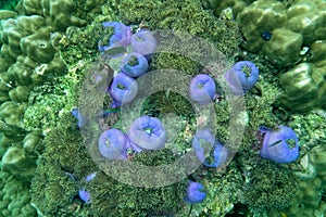 Anemone under the sea in the cockburn  island of Myanmar