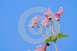 Anemone vitifolia