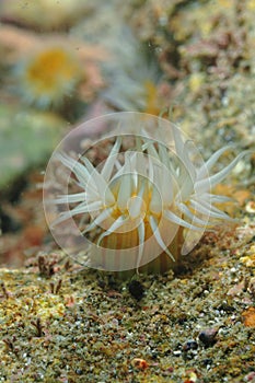 Anemone