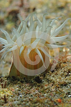 Anemone