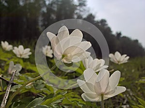 Anemone windflower - from below