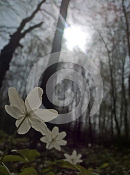 Anemone windflower - catching the sun