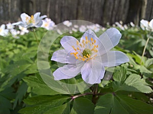 Anemone windflower - forest