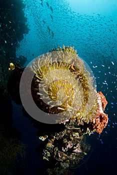 Anemone on Wreck