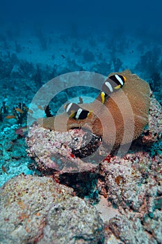 Anemonefish