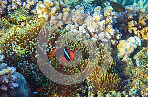 Anemonefish in actinia. Tropical seashore animal underwater photo. Coral reef animal.