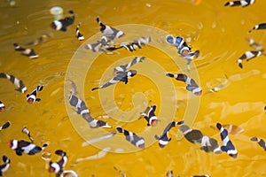 Anemonefish or Amphiprion nigripes